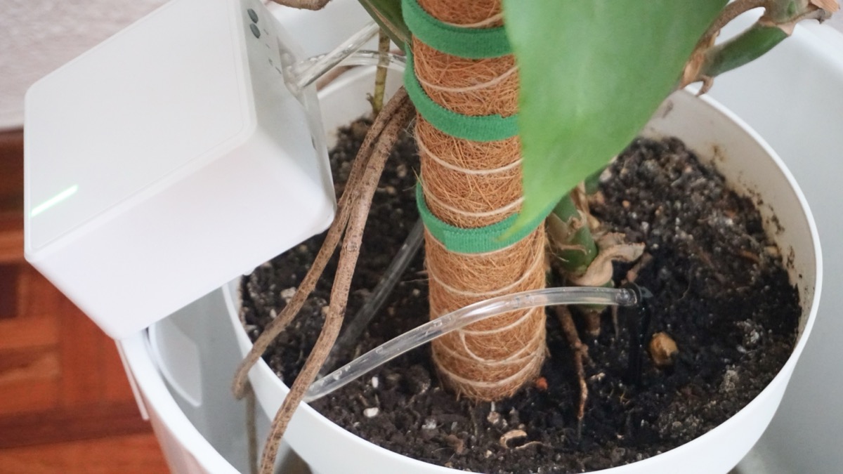 Netro Stream pārī istabas augus