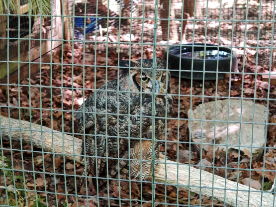 Google fotoattēlu žogu noņemšana 3