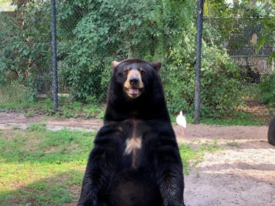 Google fotoattēli žogu noņemšana 2