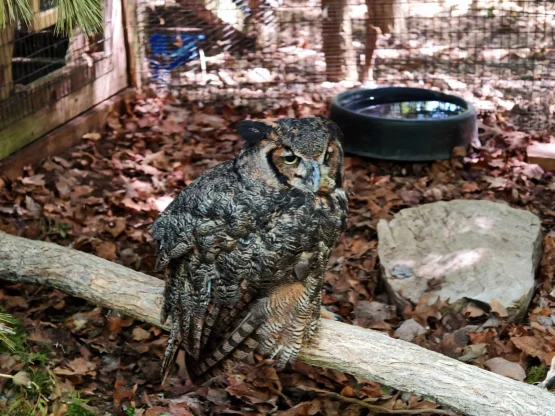 Google fotoattēli žogu noņemšana 4