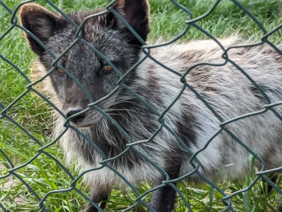 Google Dvīņu žoga noņemšana 1