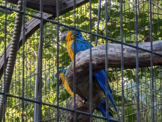 Google Dvīņu žoga noņemšana 3