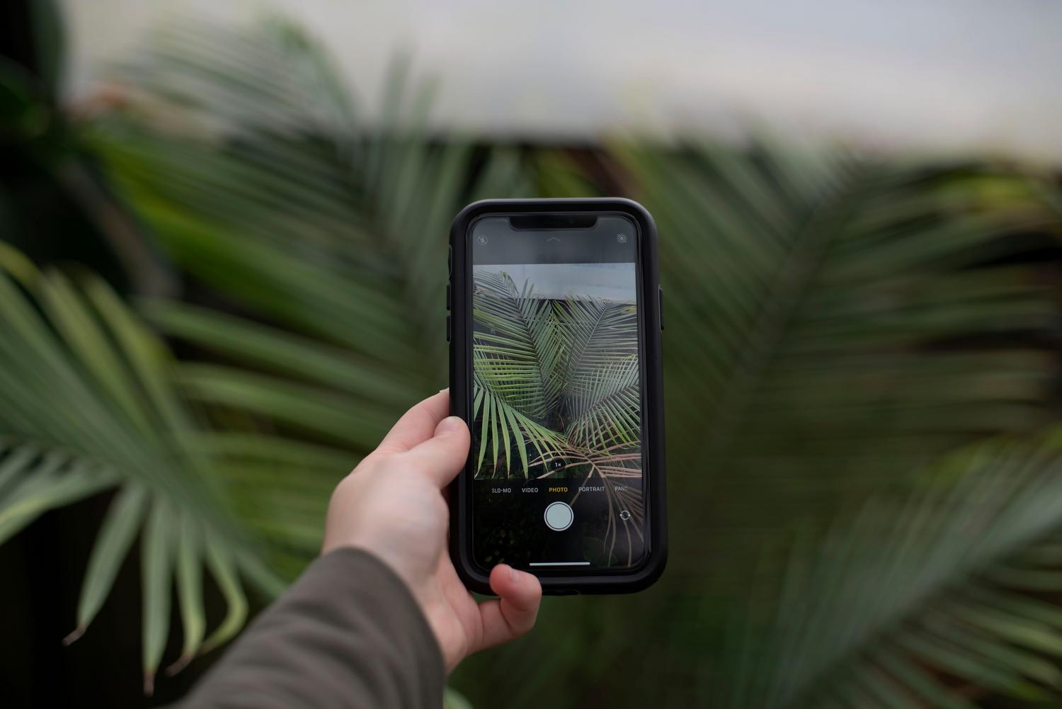 Kā identificēt augus ar savu iPhone kameru: pilnīgs ceļvedis